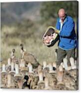 Griffon Vulture Conservation #2 Canvas Print