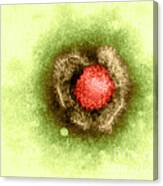 Herpes Simplex Virus #3 Canvas Print