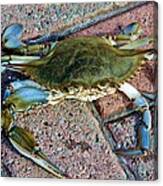 Hudson River Crab #2 Canvas Print