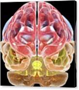 Human Brain Anatomy #2 Canvas Print