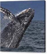 Humpback Whale Breaching Prince William Canvas Print
