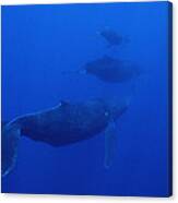 Humpback Whale Cow Calf And Male Escort #2 Canvas Print