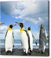 King Penguins In Gold Harbour Canvas Print