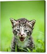 Kitty In Grass #2 Canvas Print