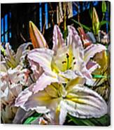 Lilies Out Of The Shadows Canvas Print