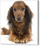 Long-haired Dachshund #3 Canvas Print