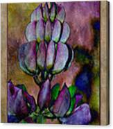 Lupin Blossom Canvas Print