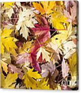 Maple Leaves #3 Canvas Print