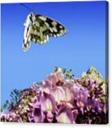 Marbled White Butterfly #2 Canvas Print