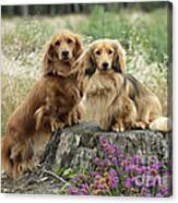 Miniature Long-haired Dachshunds #1 Canvas Print