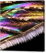 Mosquito Wing Canvas Print