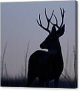 Mule Deer Buck At Sunset #2 Canvas Print