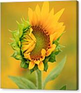 Opening Sunflower Canvas Print