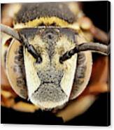 Parasitic Bee #2 Canvas Print