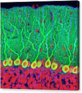 Purkinje Nerve Cells In The Cerebellum #2 Canvas Print
