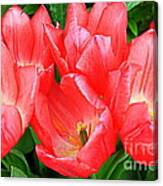 Tulips Radiant In Pink Canvas Print