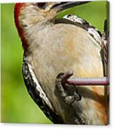 Red Bellied Woodpecker #2 Canvas Print