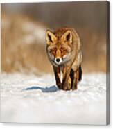 Red Fox In The Snow #1 Canvas Print