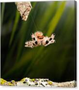 Regal Jumping Spider Jumping #1 Canvas Print