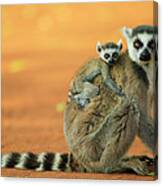 Ring-tailed Lemur Mother And Baby #2 Canvas Print
