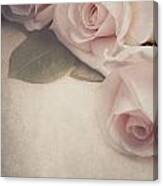 Roses On Vintage Background Canvas Print