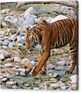 Royal Bengal Tiger (male #2 Canvas Print