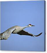 Sandhill Cranes Flying Bosque Del Apache #2 Canvas Print