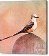 Scissor-tailed Flycatcher #2 Canvas Print