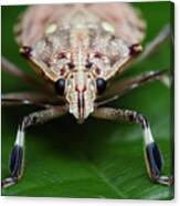 Shield Bug On Leaf #2 Canvas Print