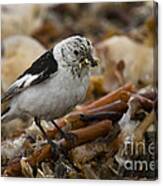 Snow Bunting #2 Canvas Print