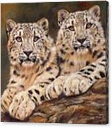 Snow Leopards #3 Canvas Print