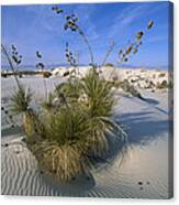 Soaptree Yucca In Gypsum Dunes White #2 Canvas Print