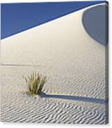 Soaptree Yucca In Gypsum Sand White Canvas Print