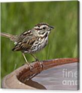 Song Sparrow #2 Canvas Print