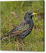 Starling #2 Canvas Print