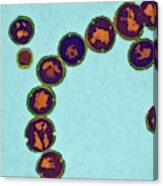 Streptococcus Pyogenes Bacteria #2 Canvas Print
