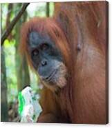 Sumatran Orangutan #2 Canvas Print