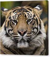 Sumatran Tiger Canvas Print
