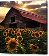 Sunflower Farm Canvas Print