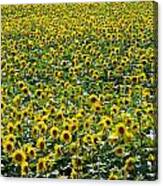Sunflowers #2 Canvas Print
