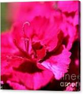 Sweet William From The Super Duplex Bluepoint Mix #2 Canvas Print