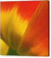 Tulip Close Up 2 Canvas Print