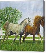 Two Horses Running By White Picket Fence Canvas Print