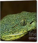 Two-striped Forest Pit Viper #2 Canvas Print