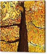 Up Tree Canvas Print