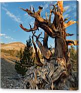 Usa, California, Inyo National Forest #2 Canvas Print