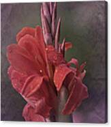 Vintage Cana Lily #2 Canvas Print