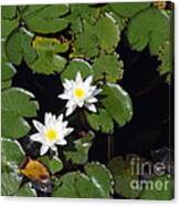 2 Water Lily Canvas Print