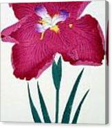 Japanese Flower Canvas Print