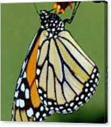 Monarch Butterfly #23 Canvas Print